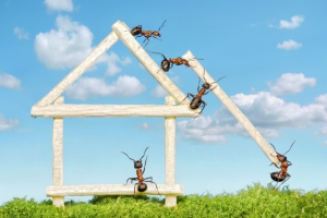 Tout sur les fourmis charpentières qui peuvent attaquer votre maison