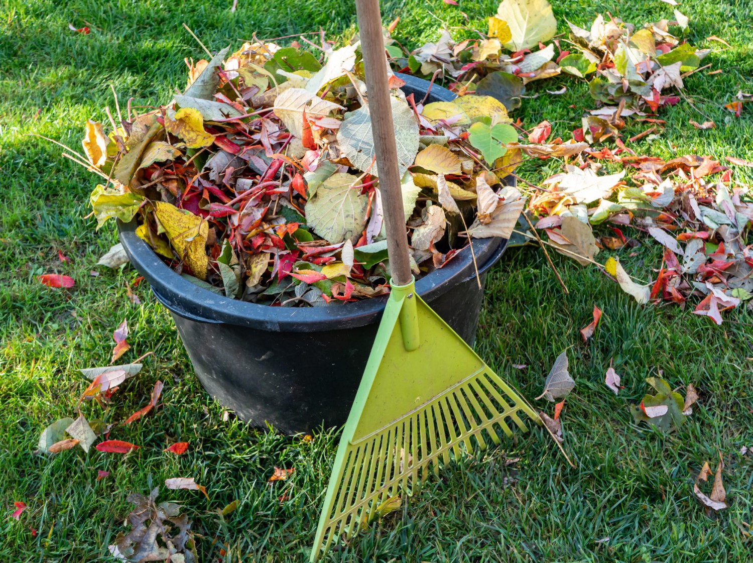 3 gestes écologiques : quoi faire avec les feuilles mortes sur votre terrain?