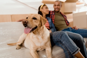 5 Tips for an Easy Move and Adaptation Period for Your Pet