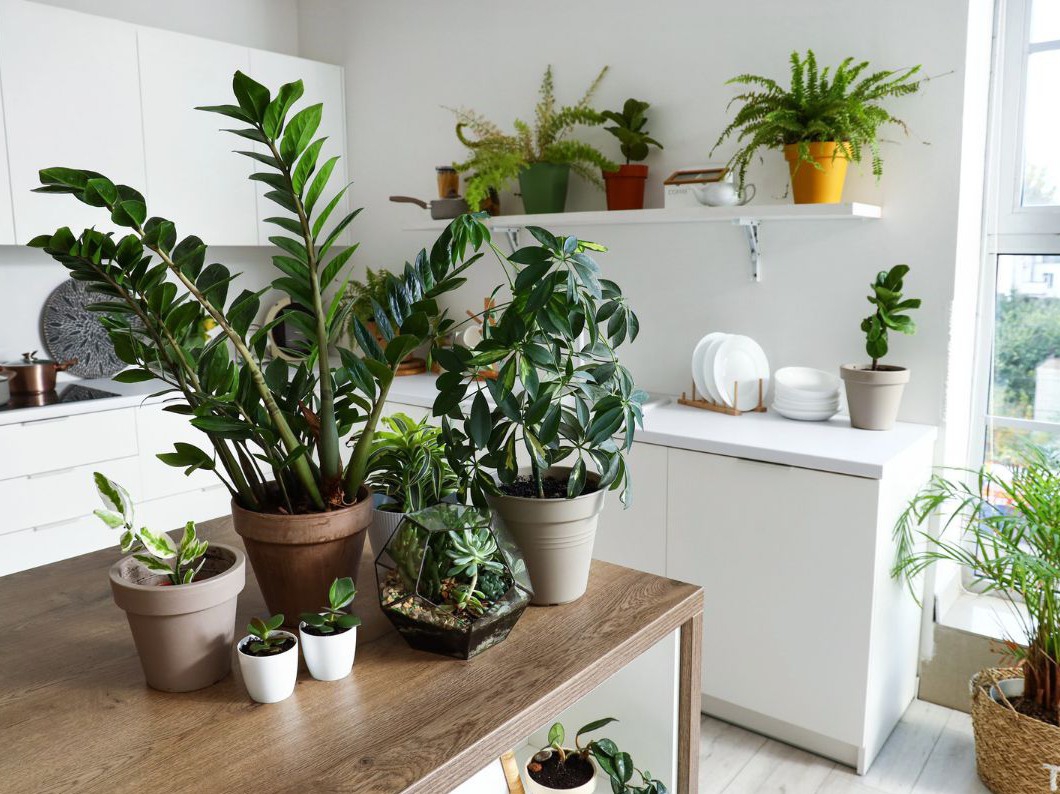 Want to Have a Garden Inside Your Home? Follow Our Beginner’s Guide!