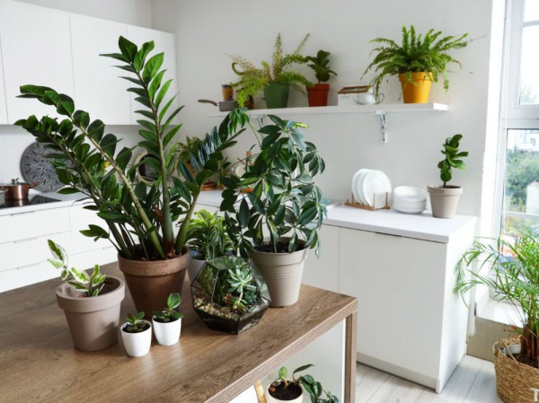 JardinInterieurprinc