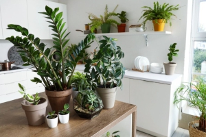 Envie d’un jardin dans votre maison? Suivez ce guide pour débutant!