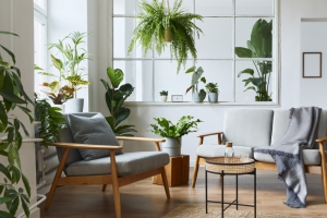 7 Hardy and Beautiful Houseplants for Your Home