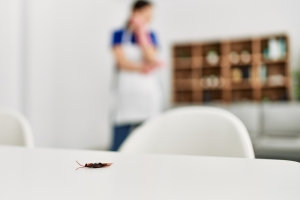 Why Do Insects Infest Some Homes and not Others in Summer?