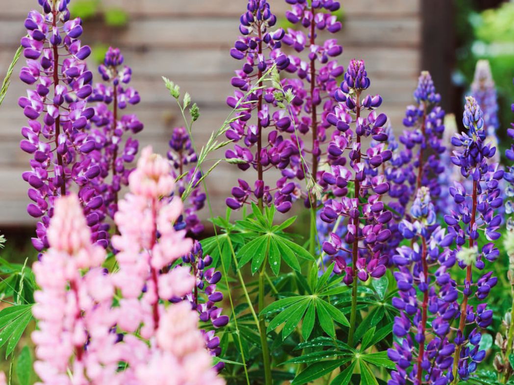 12 Fleurs Artificielles Extérieures, Fleur Artificiel En Plastique