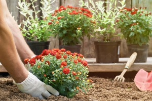 7 Resilient Flowers for Your Backyard or Balcony Garden
