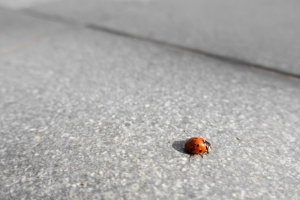 What to Do If Your Home Has Become Infested With Ladybugs
