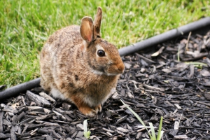 Astuces douces pour éloigner les lapins sauvages de votre cour
